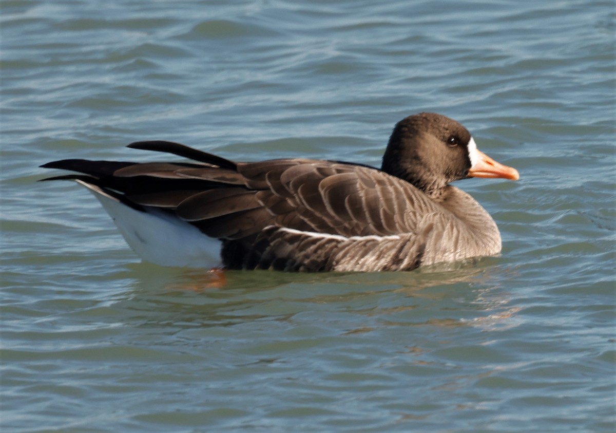Greater White-fronted Goose - ML530843661