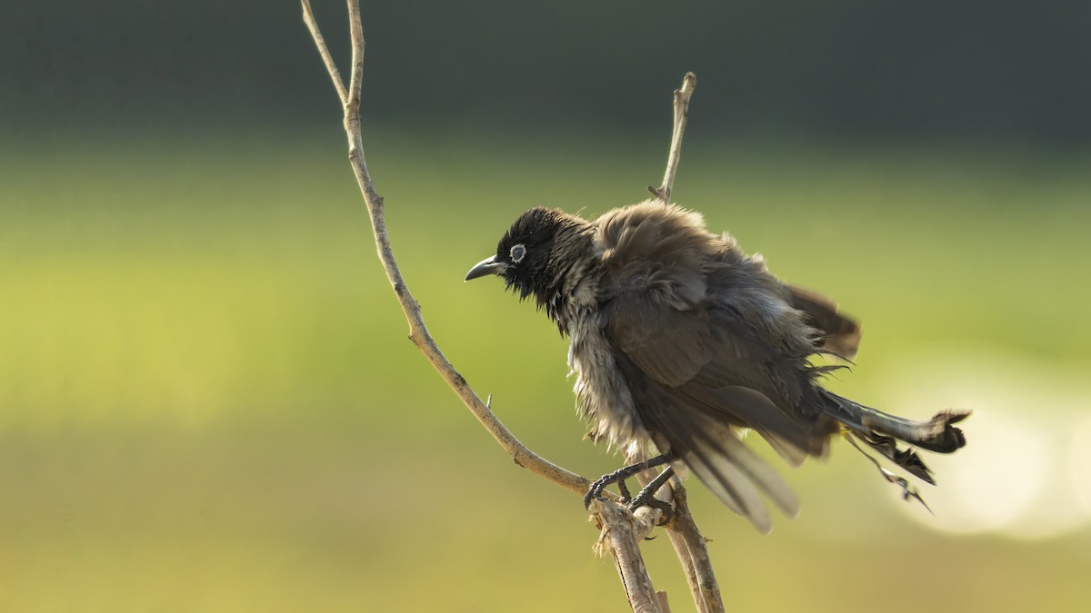 White-spectacled Bulbul - ML530843681