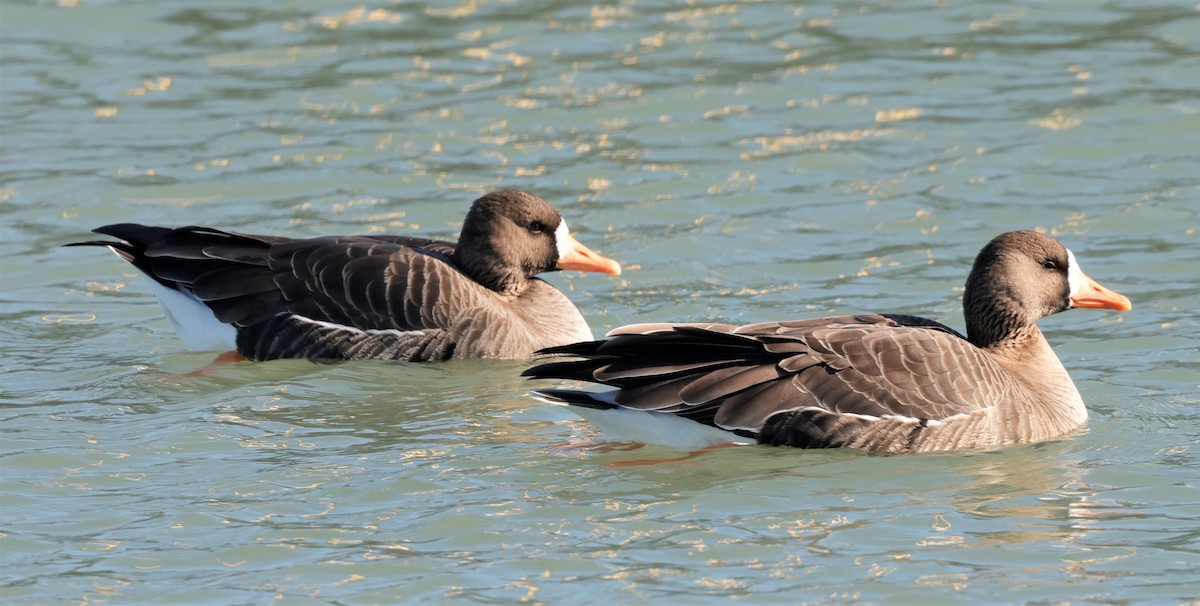 Greater White-fronted Goose - ML530843701