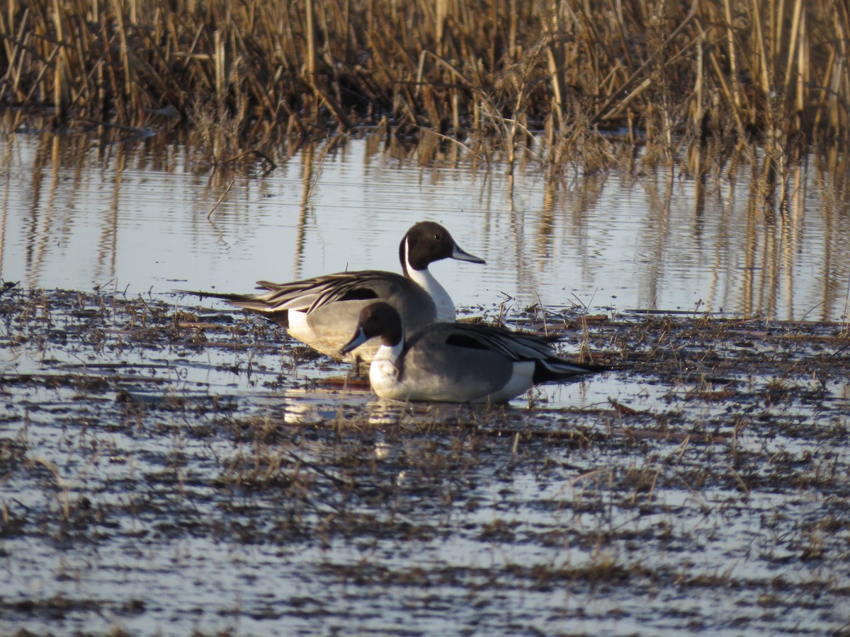 Northern Pintail - ML53084371