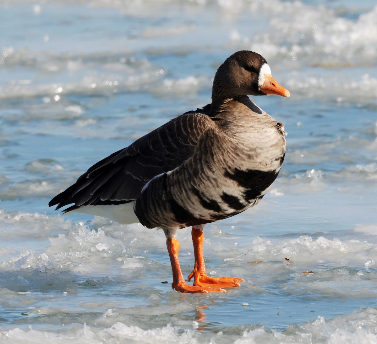 Greater White-fronted Goose - Peter Veighey