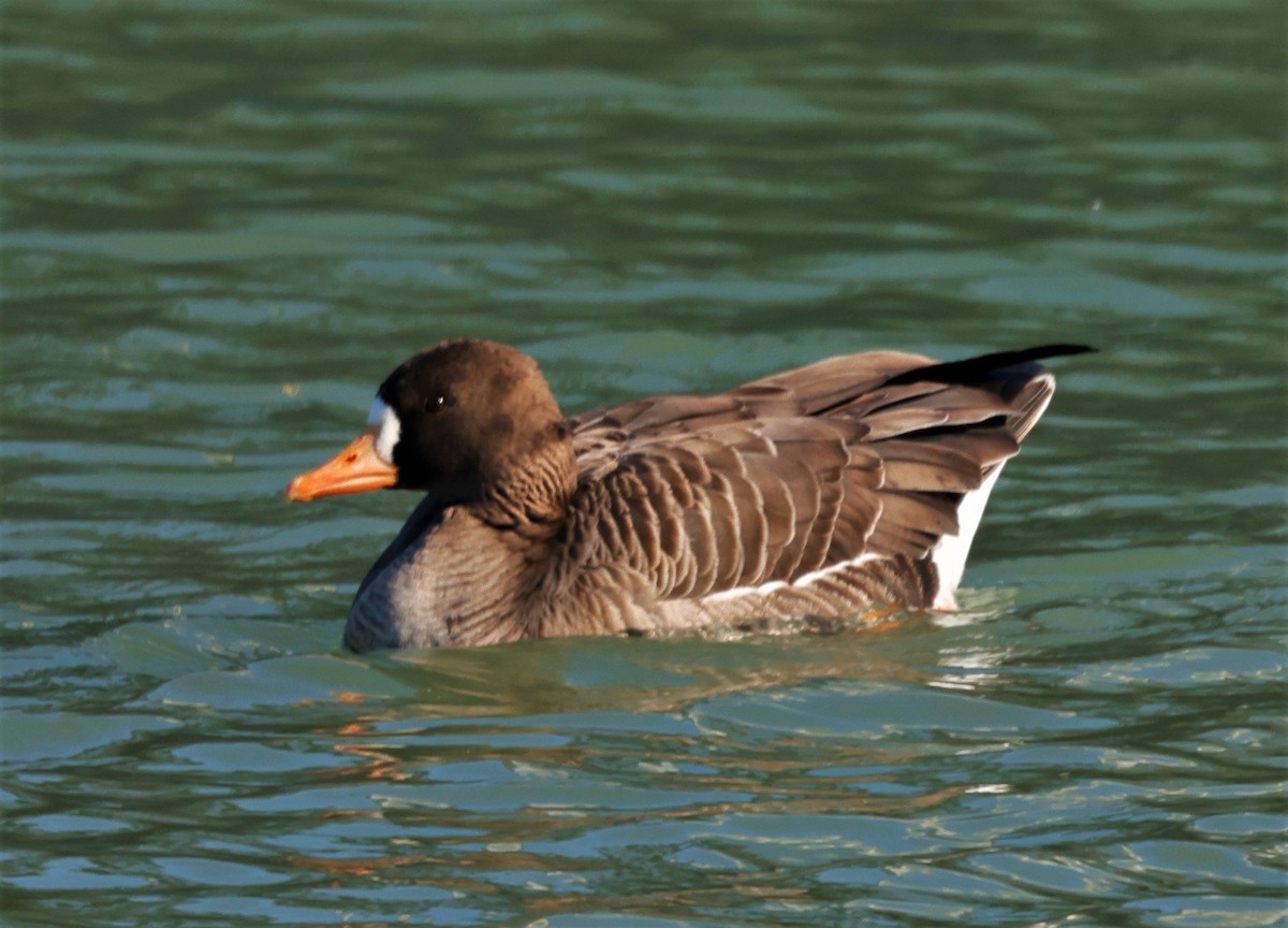 Greater White-fronted Goose - ML530843781