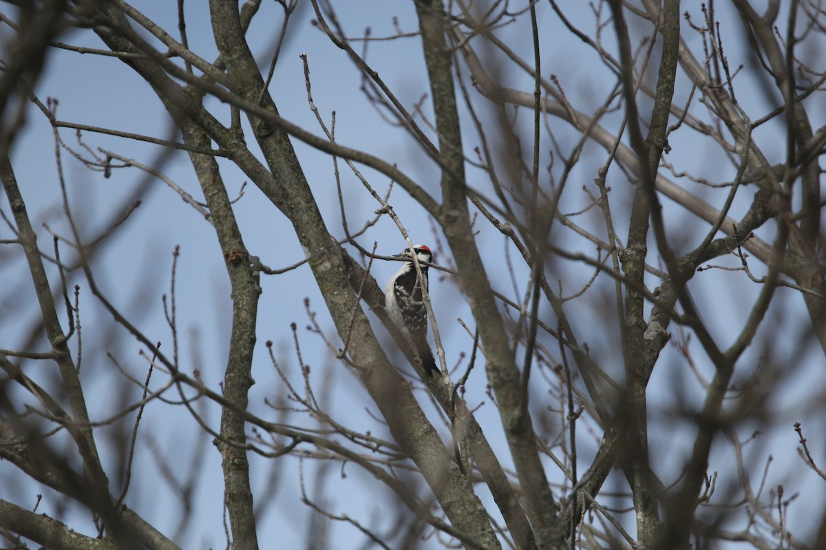 Downy Woodpecker - ML530846311