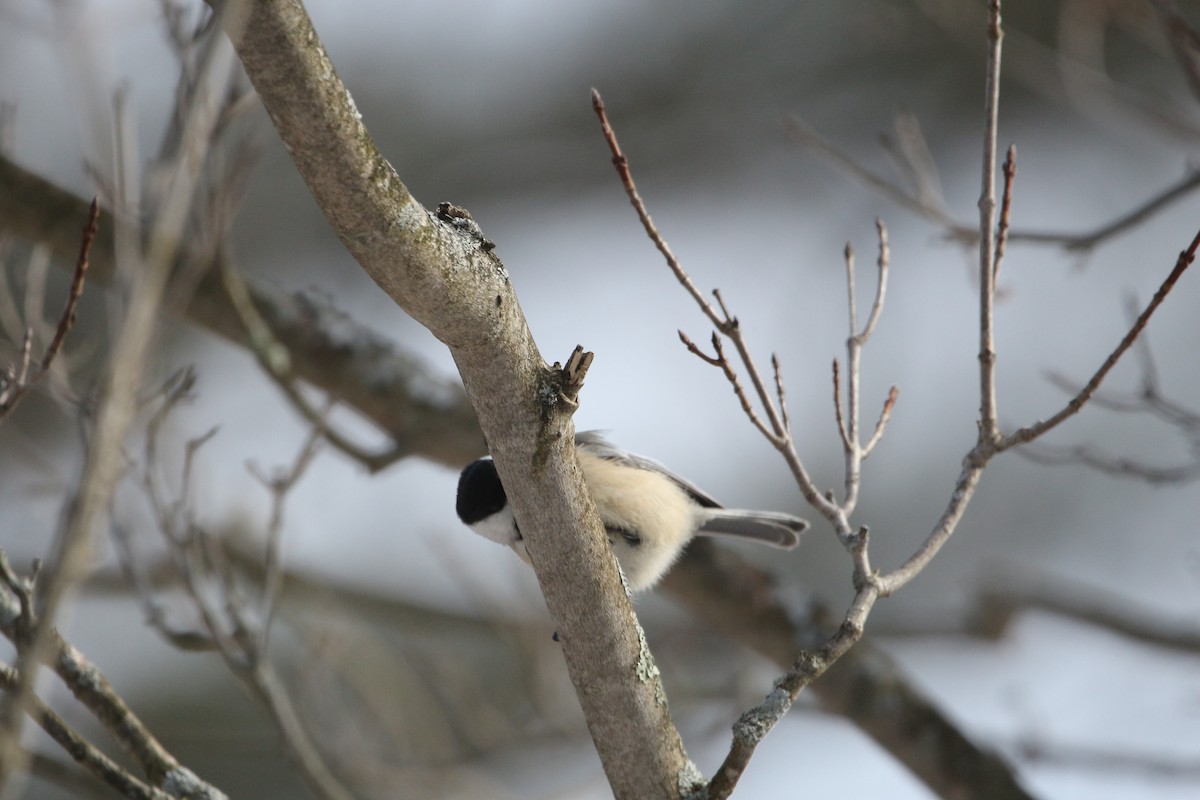 Black-capped Chickadee - ML530846351