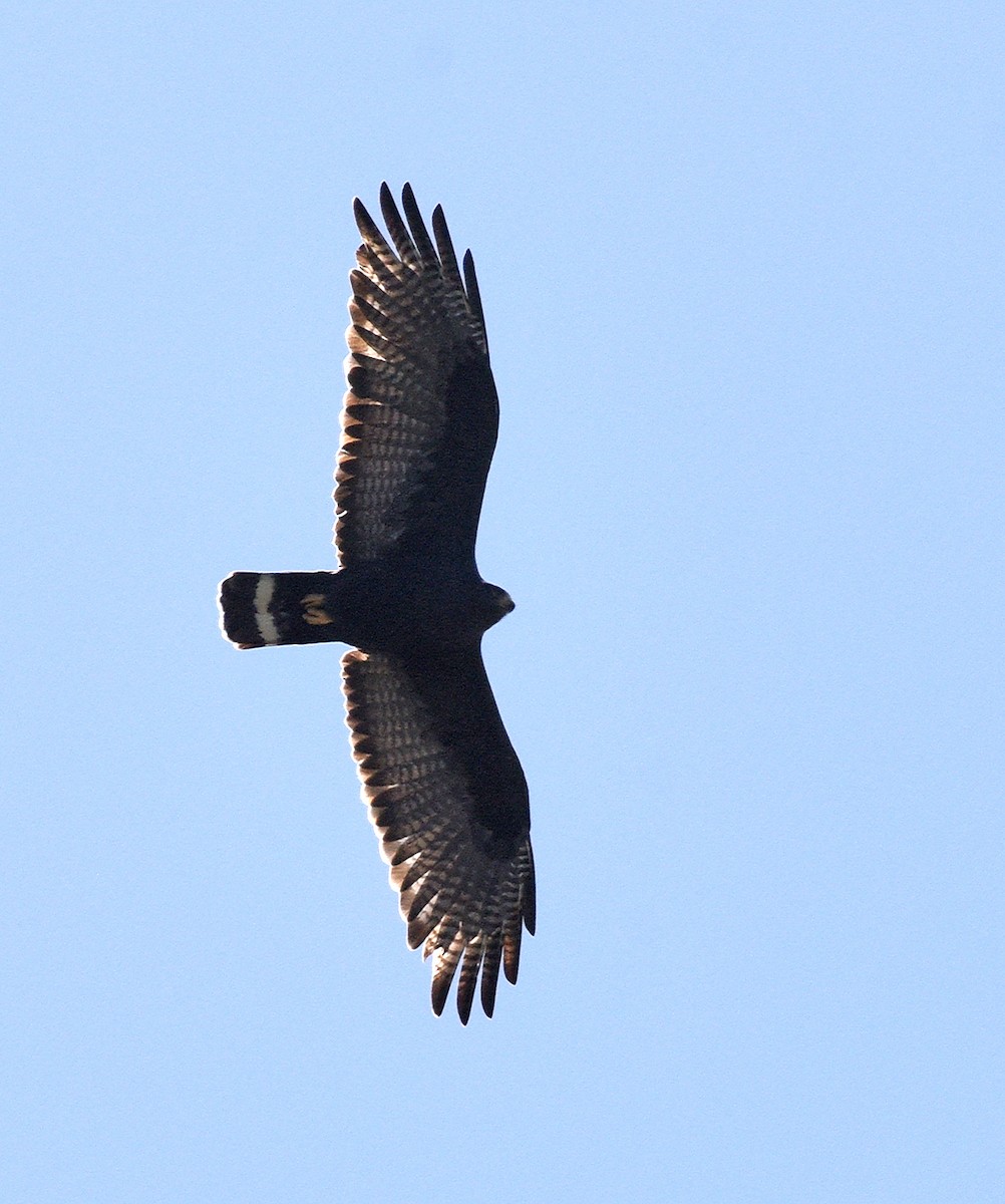 Zone-tailed Hawk - ML530846781