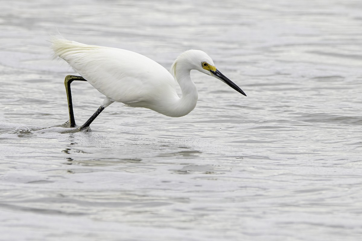 Snowy Egret - Phil Riebel