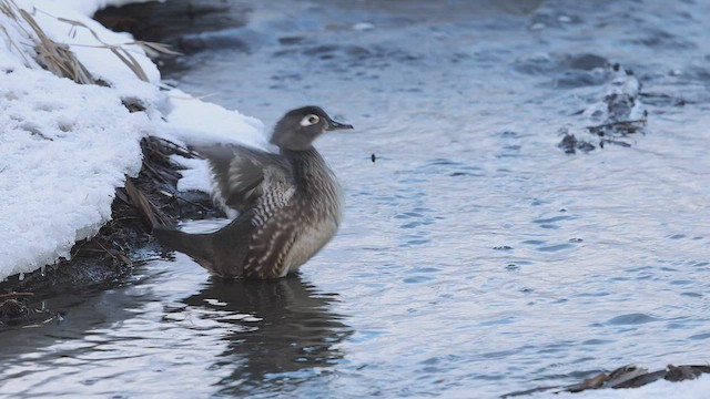 Wood Duck - ML530847681