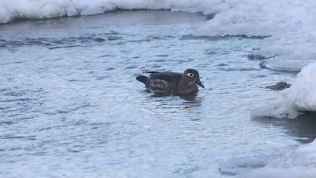 Wood Duck - ML530847691