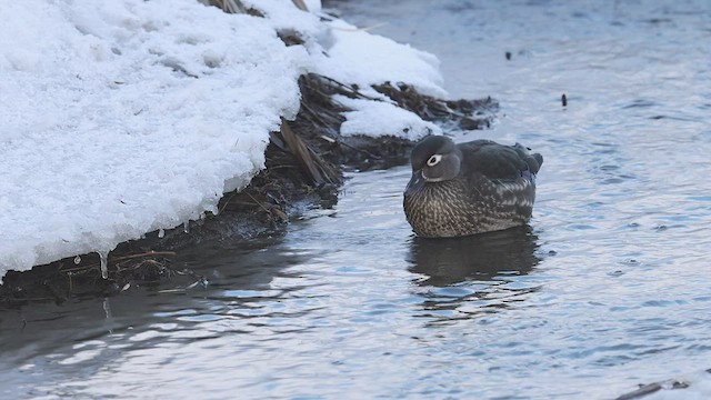Wood Duck - ML530847711