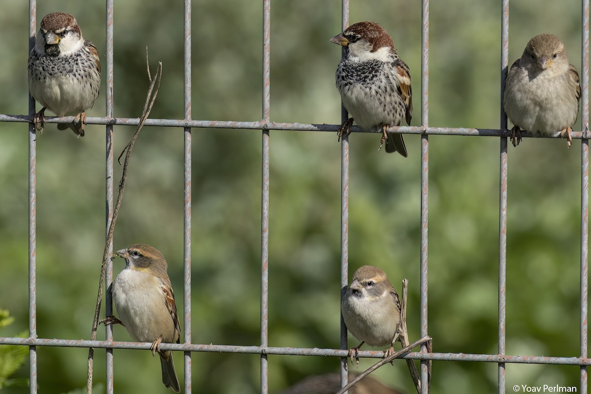 Dead Sea Sparrow - ML530848511