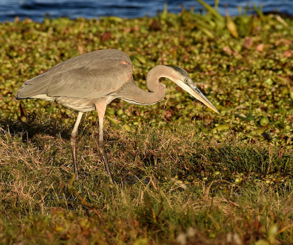 Garza Azulada - ML530849551