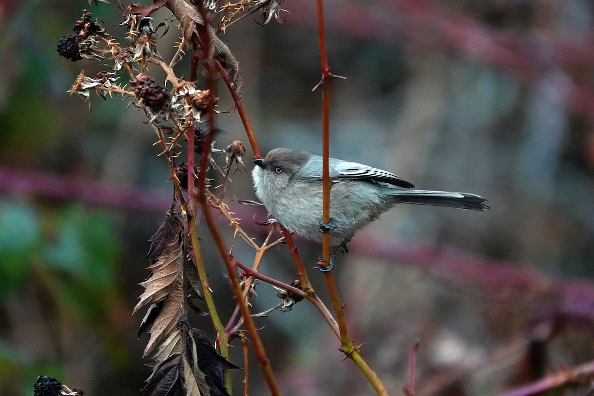 Bushtit (Pacific) - ML530852051