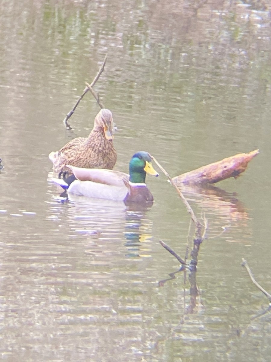 Canard colvert - ML530853581