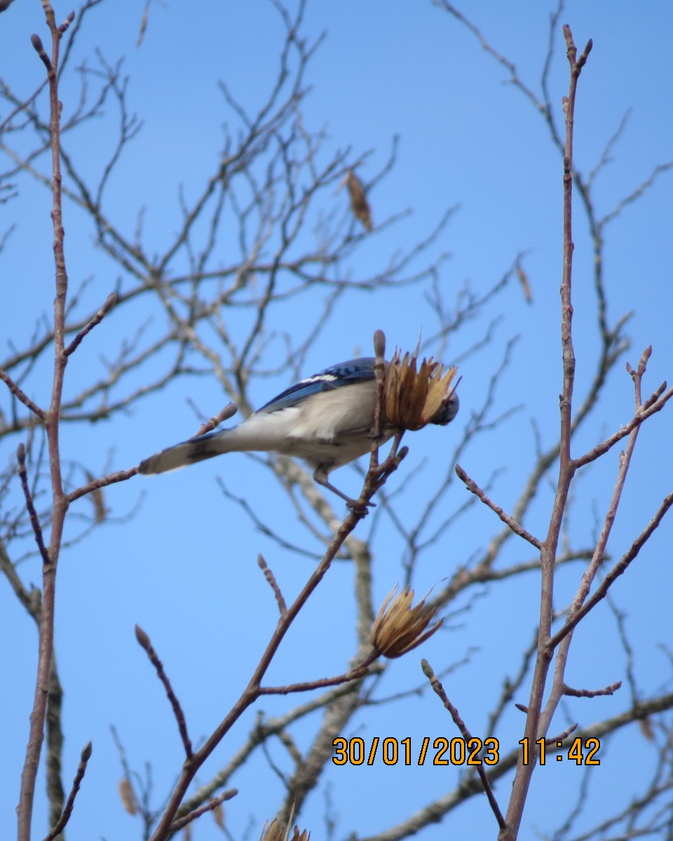 Chara Azul - ML530854821