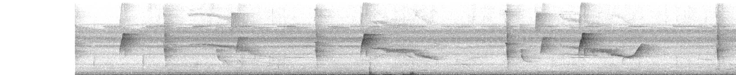 Fleckenflügel-Ameisenwürger - ML530855241