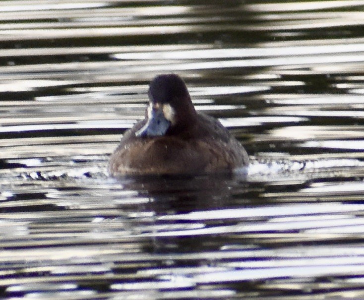 Lesser Scaup - ML530856651