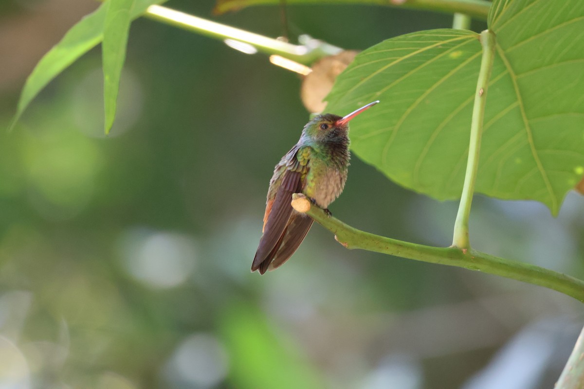 kolibřík yukatanský - ML530856741