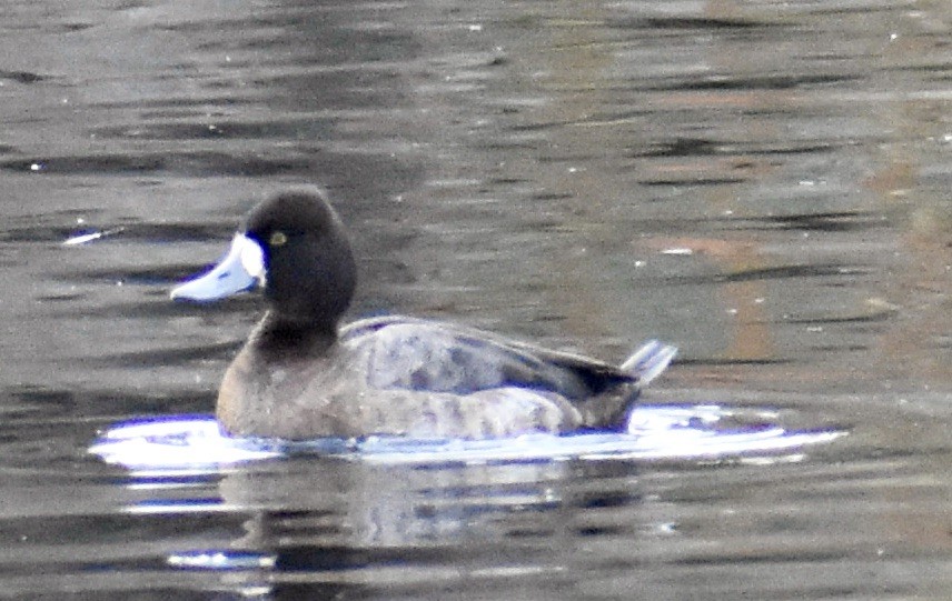 Lesser Scaup - ML530857701