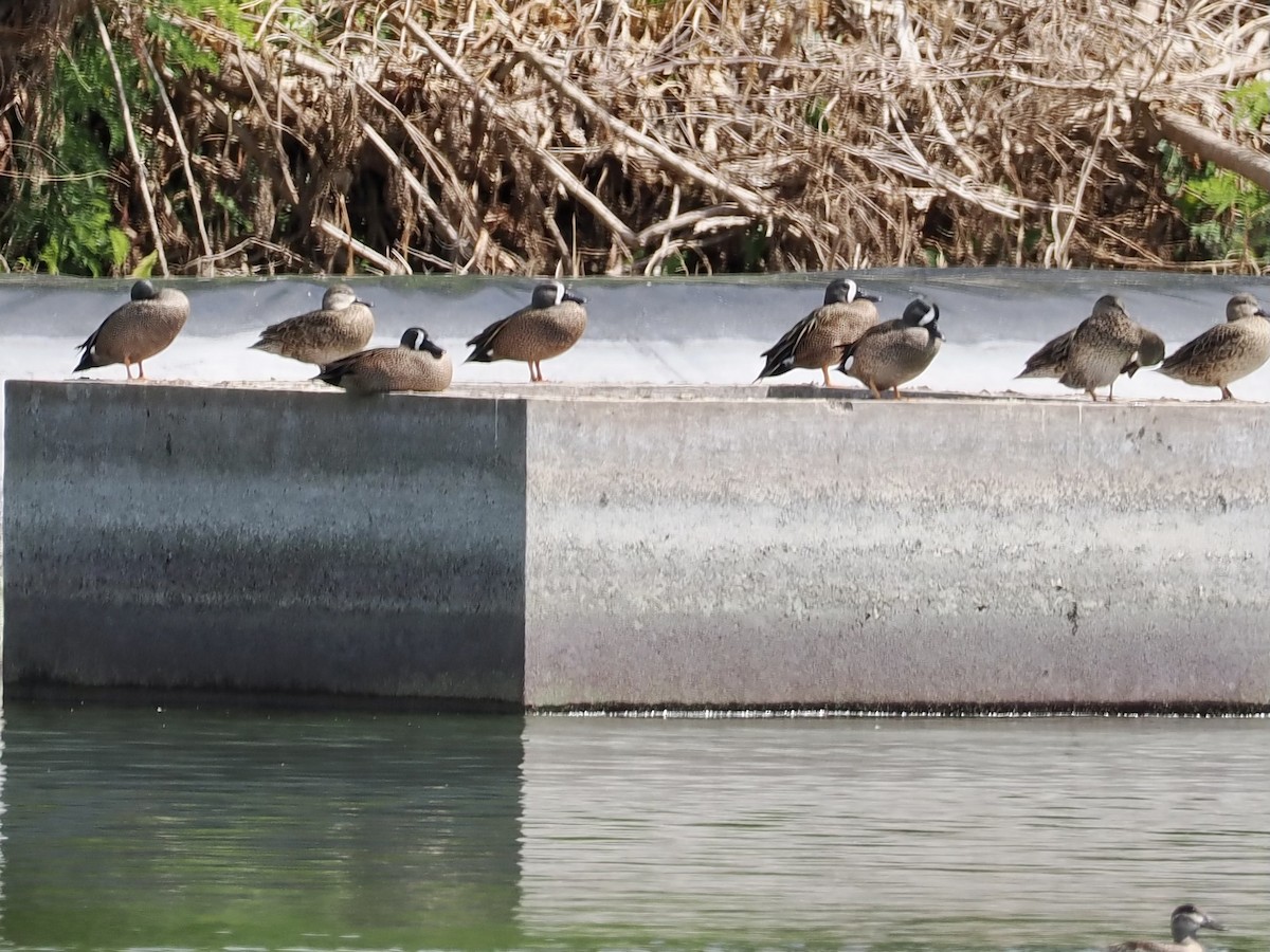 Blue-winged Teal - ML530860891