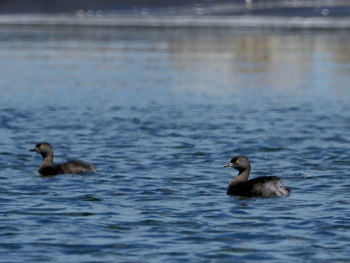 Least Grebe - ML530861071