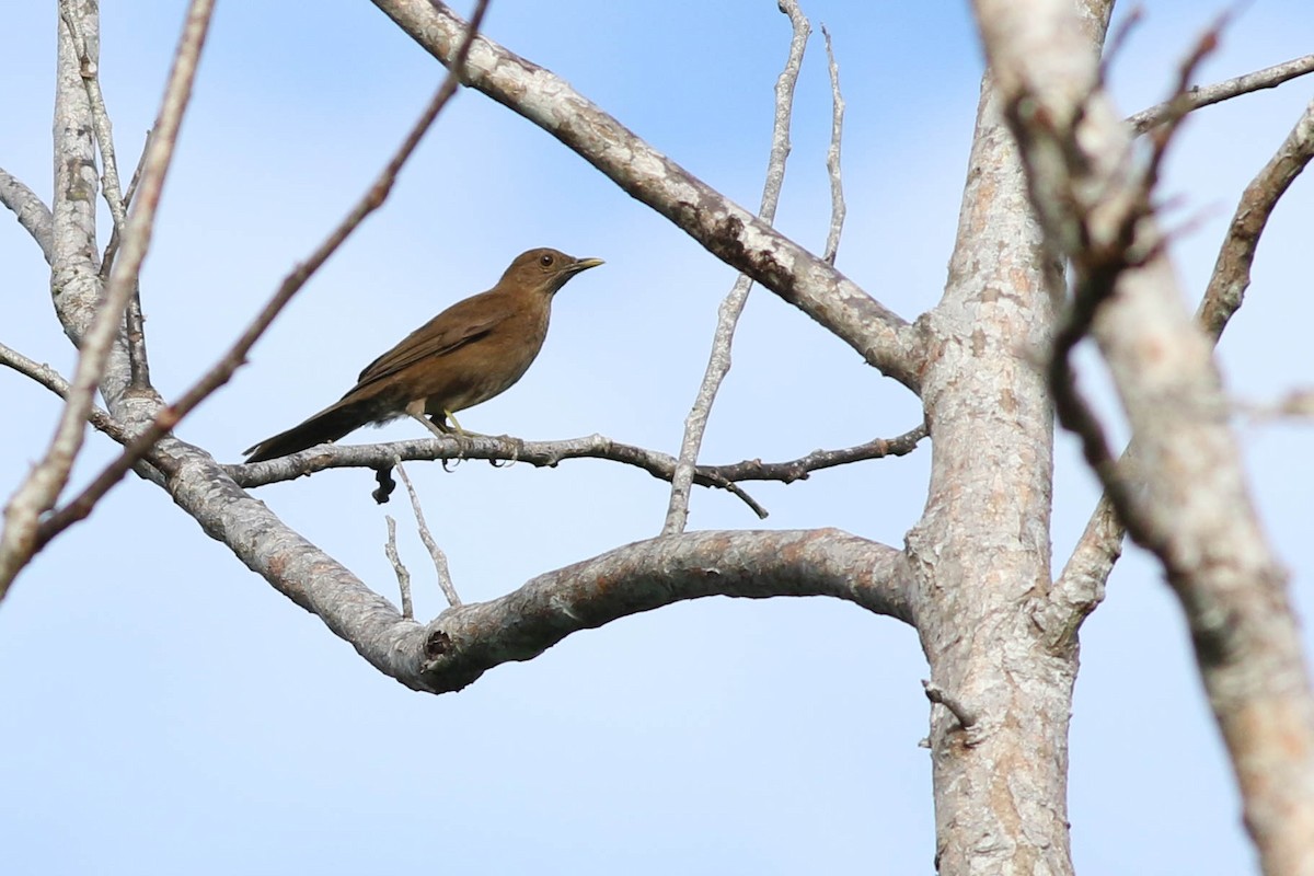 Varzea Thrush - ML530861171