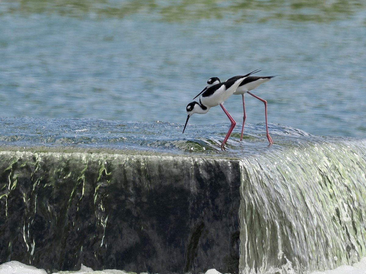 Black-necked Stilt - ML530861291