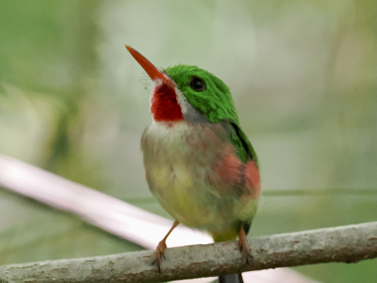 Broad-billed/Narrow-billed Tody - ML530861581