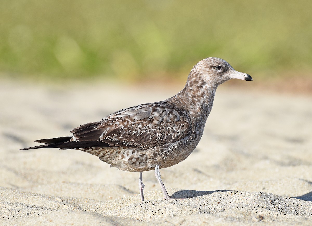 Gaviota Californiana - ML530862691