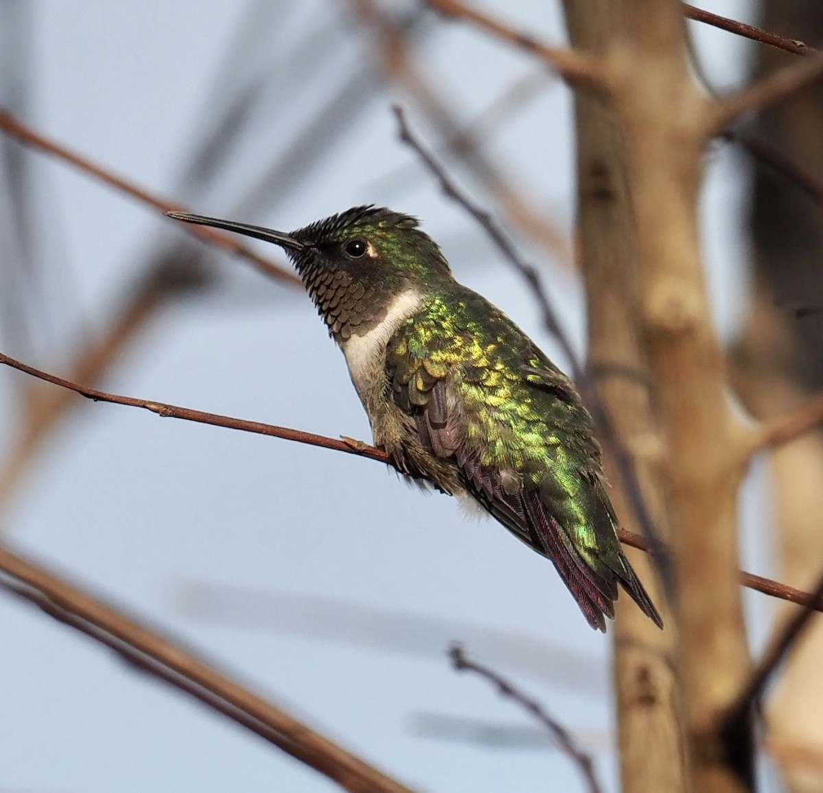 Ruby-throated Hummingbird - Yve Morrell