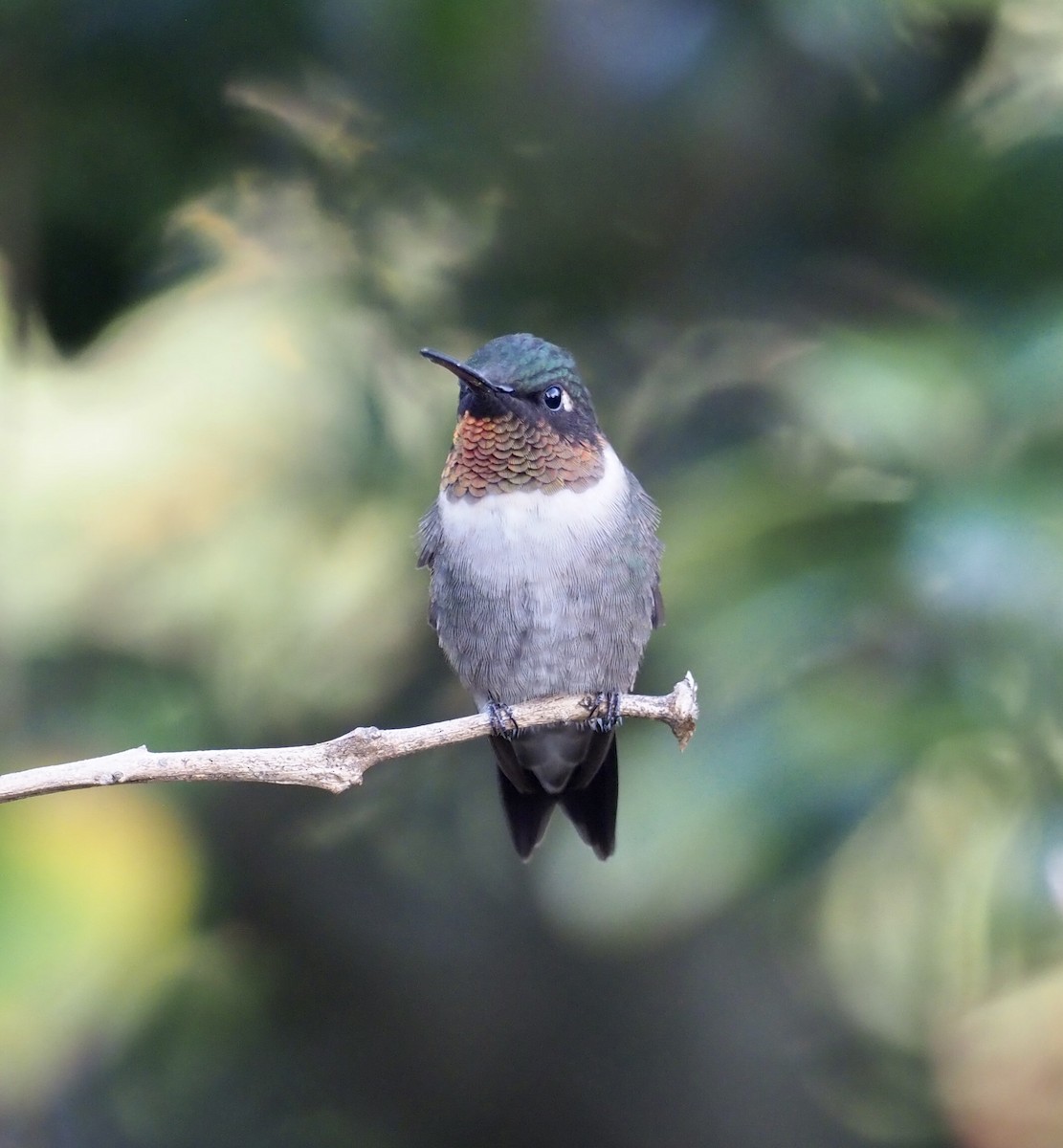 Ruby-throated Hummingbird - Yve Morrell