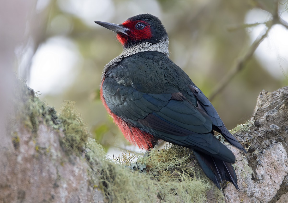 Lewis's Woodpecker - ML530864401