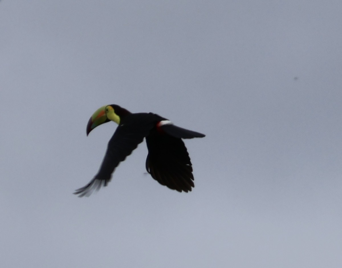 Keel-billed Toucan - ML530864731