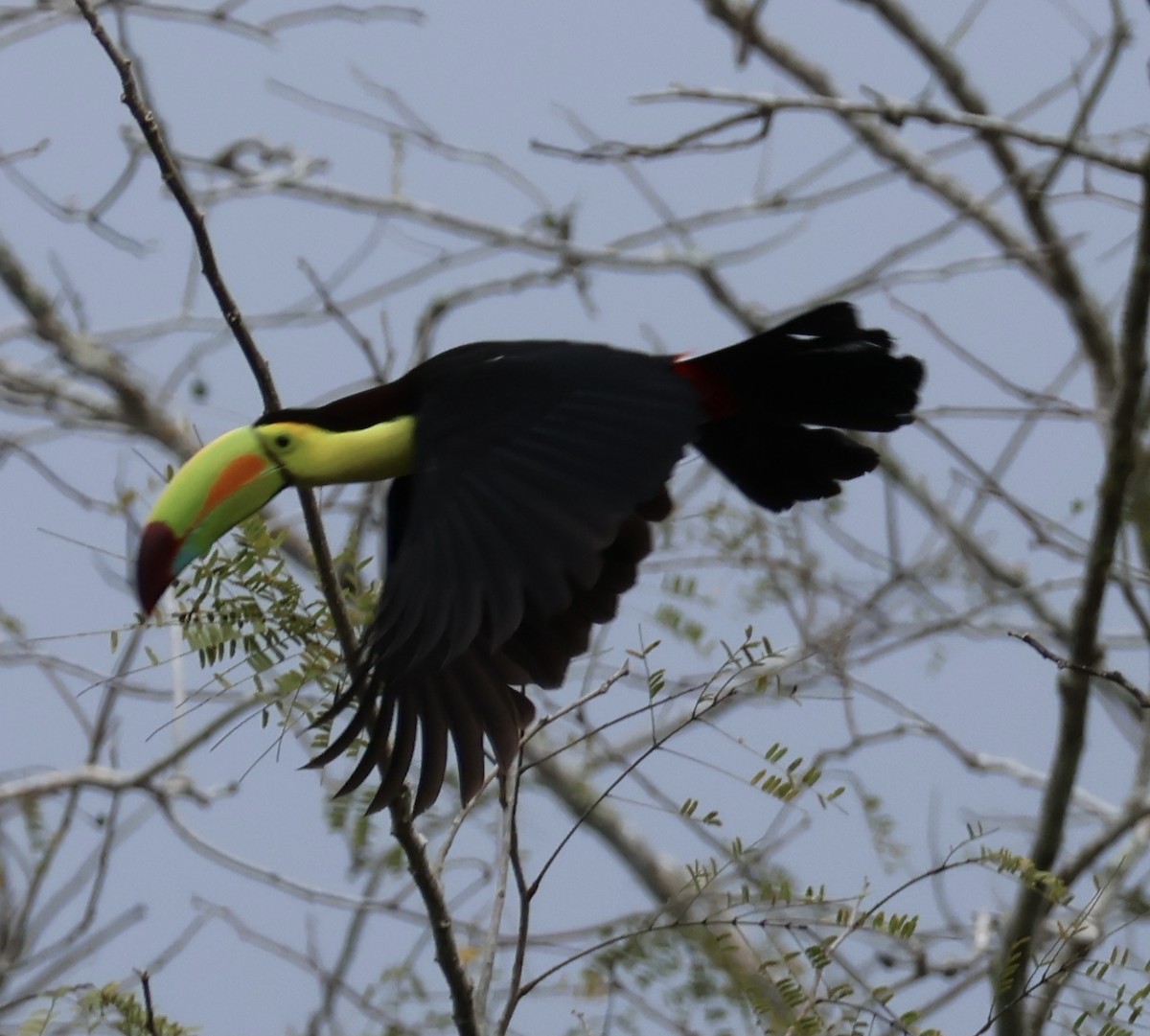 Keel-billed Toucan - ML530864751