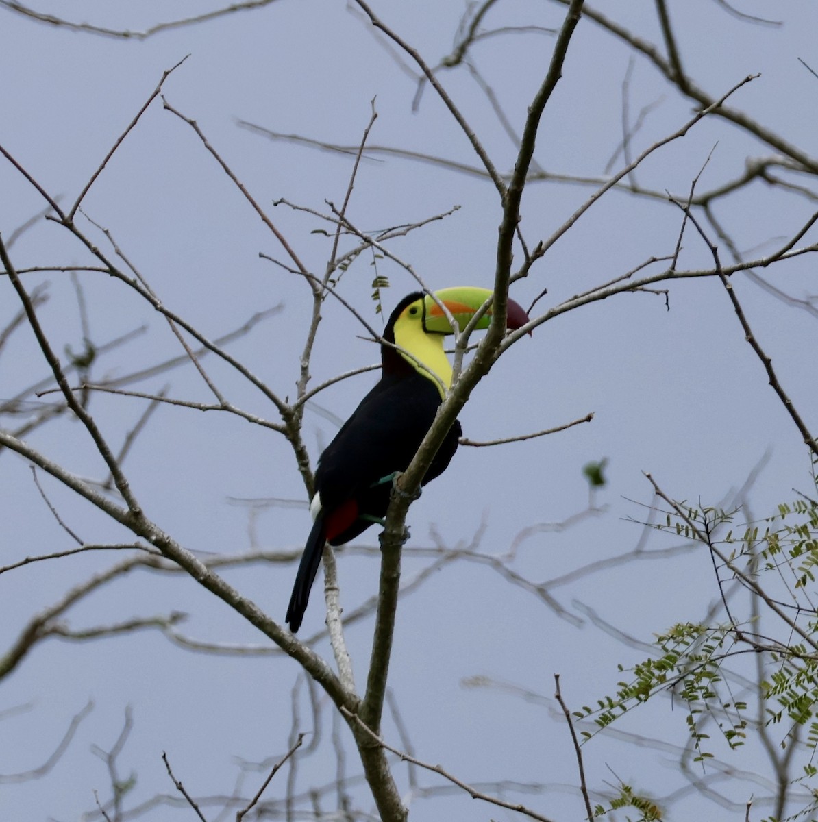 Keel-billed Toucan - ML530864761