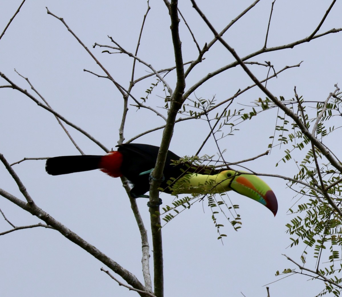 Keel-billed Toucan - ML530864771