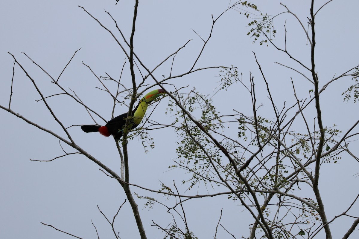 Keel-billed Toucan - ML530864781