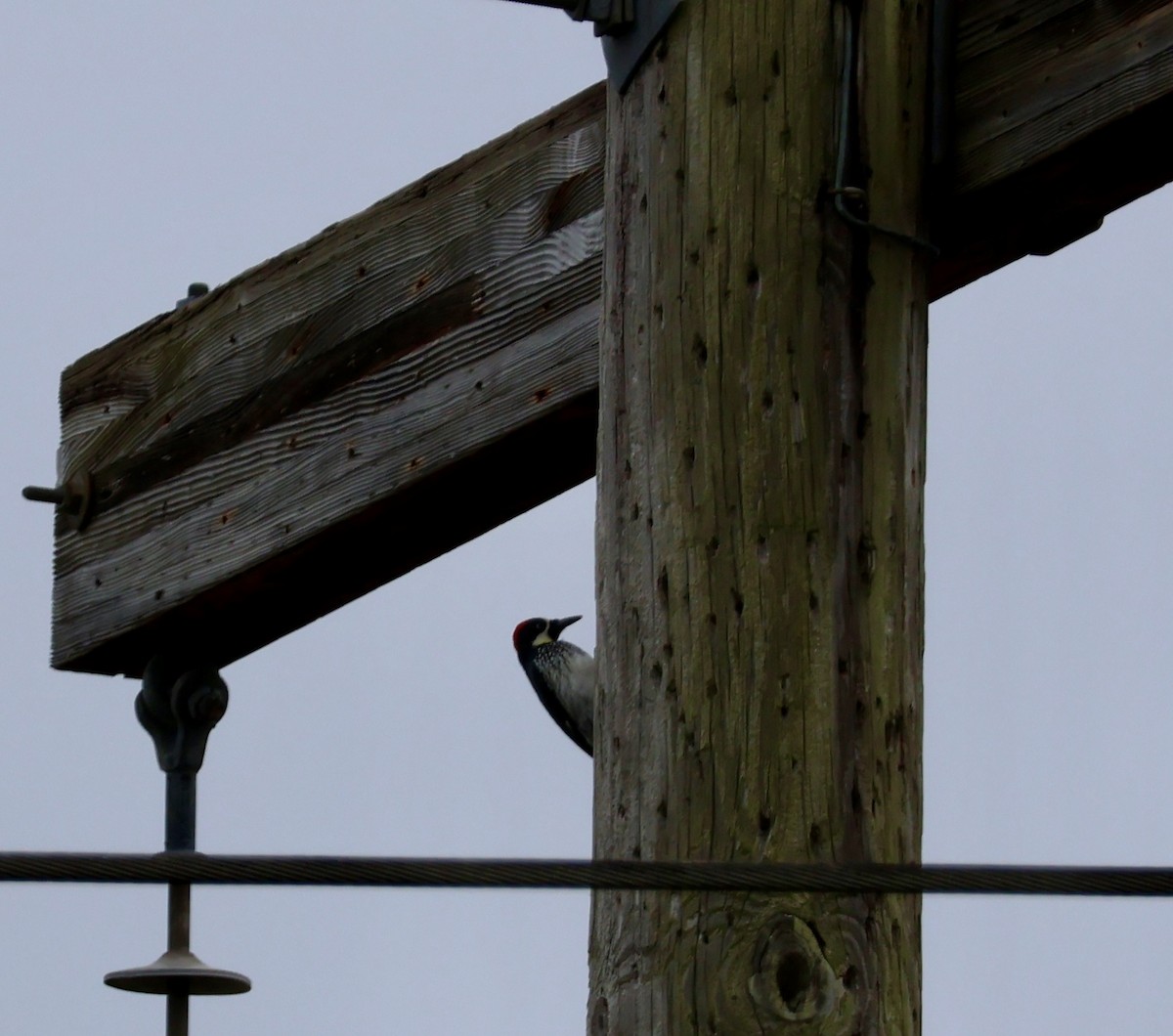 Acorn Woodpecker - ML530864801