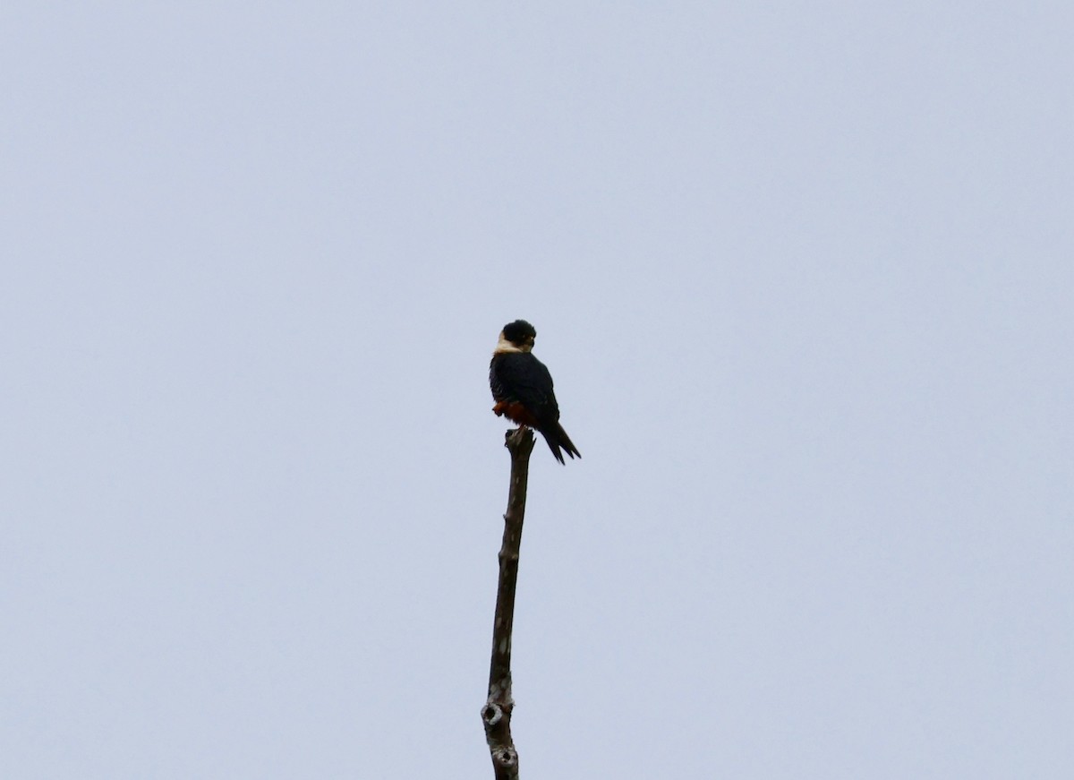 Bat Falcon - ML530864851