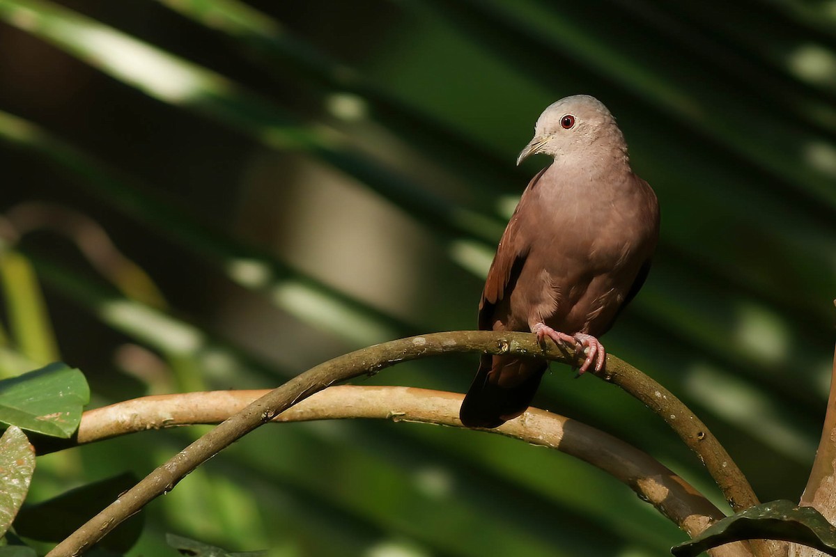 Ruddy Ground Dove - ML530865971