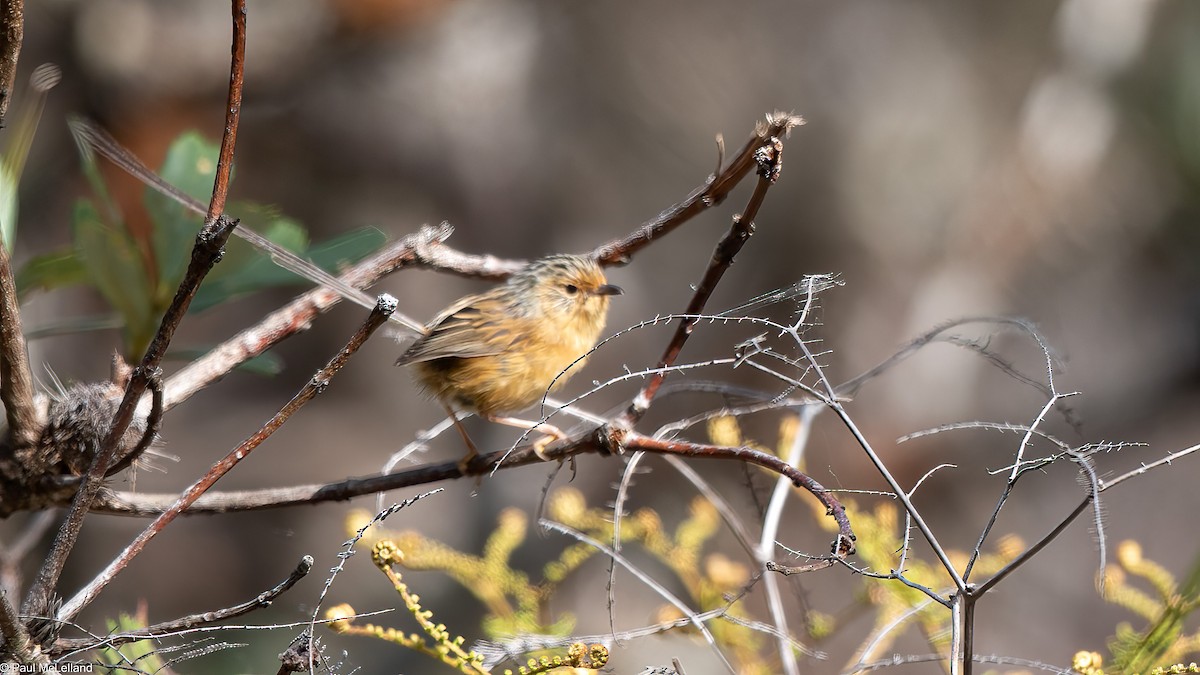 Southern Emuwren - ML530866931