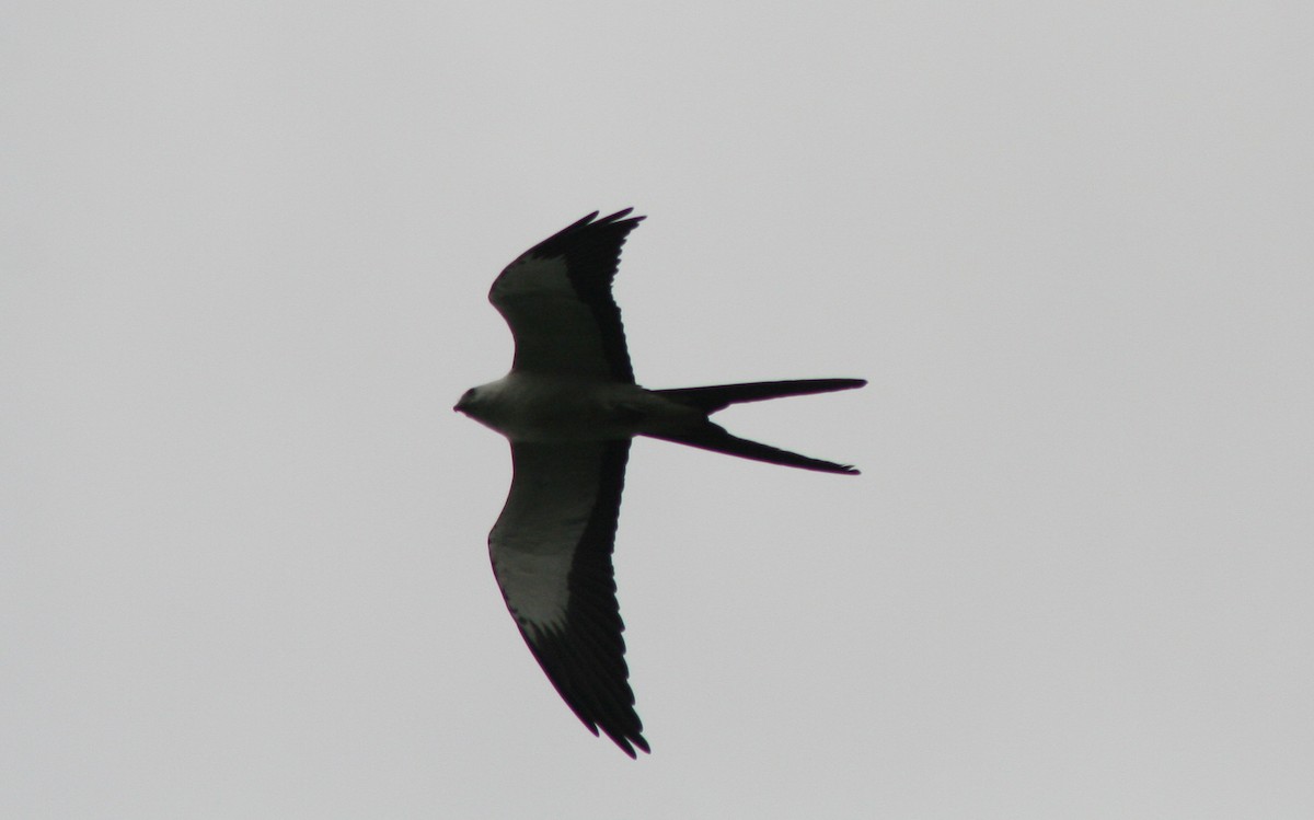 Swallow-tailed Kite - ML53086751