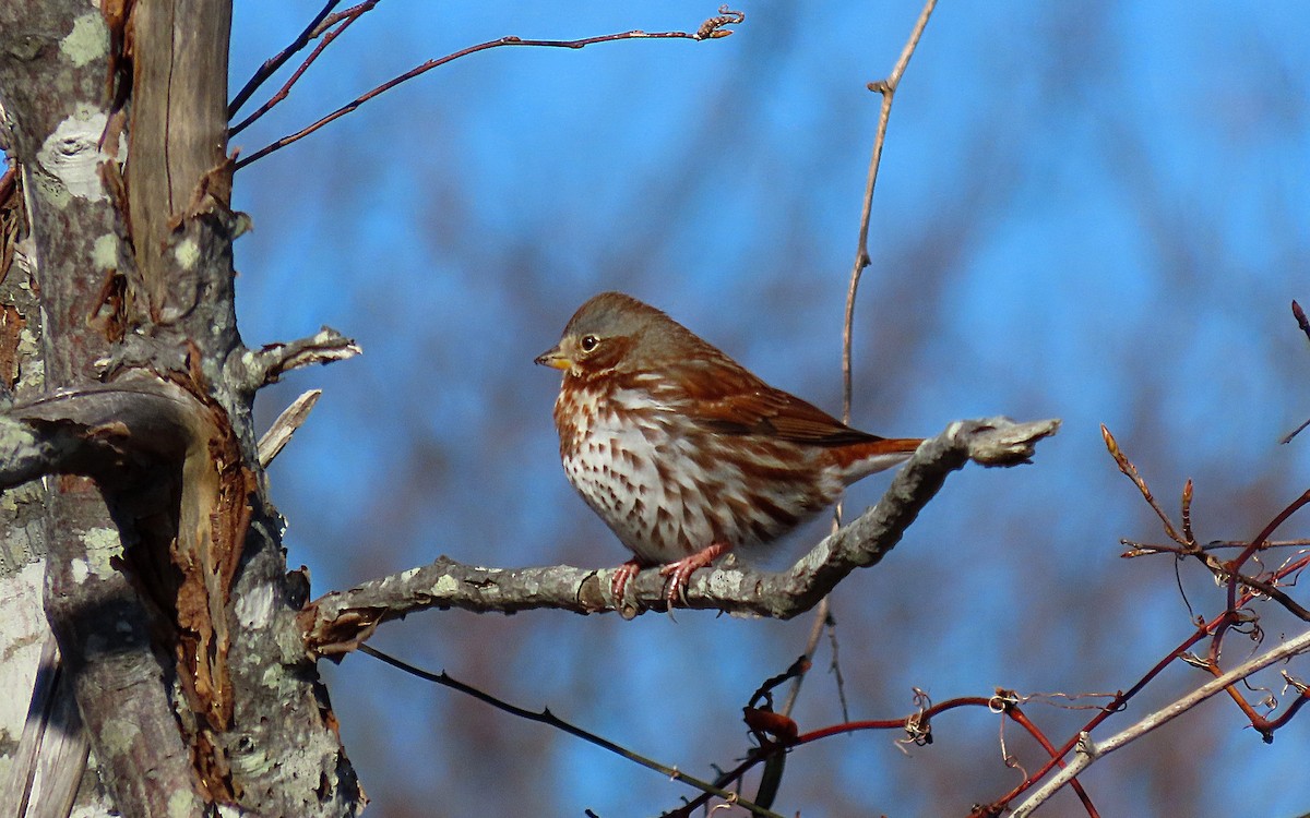 Fox Sparrow - ML530868221