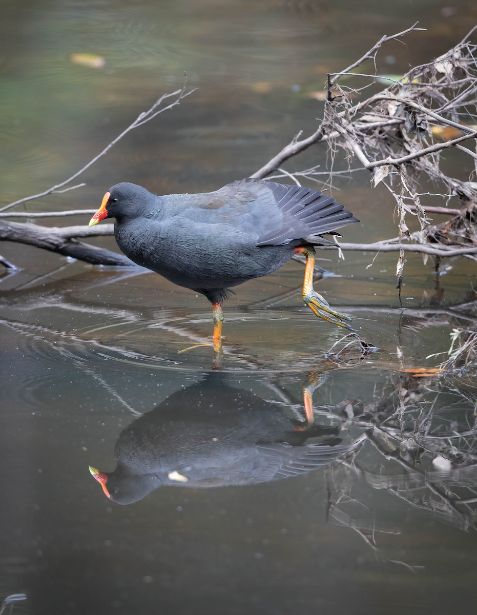 Dusky Moorhen - ML530869051