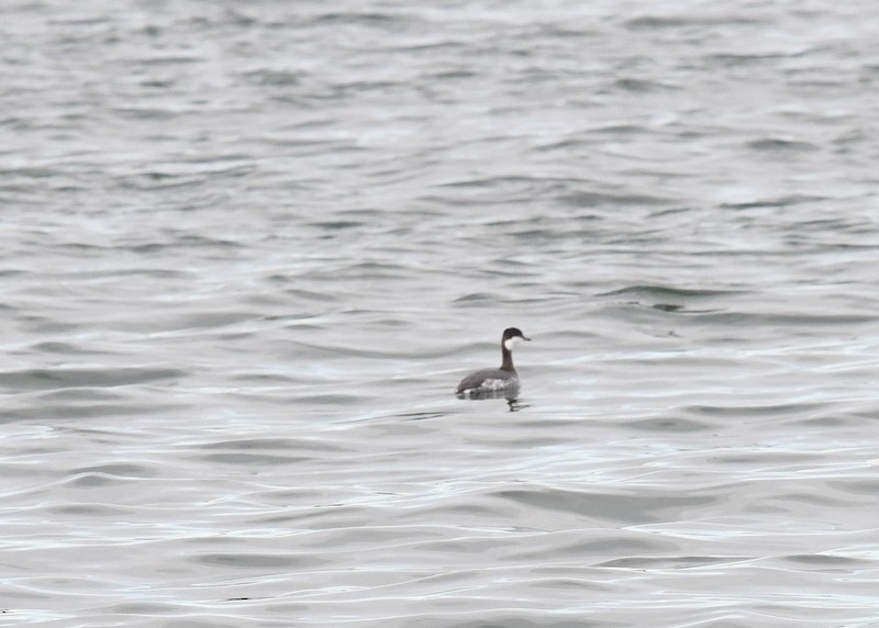 Horned Grebe - ML530869371