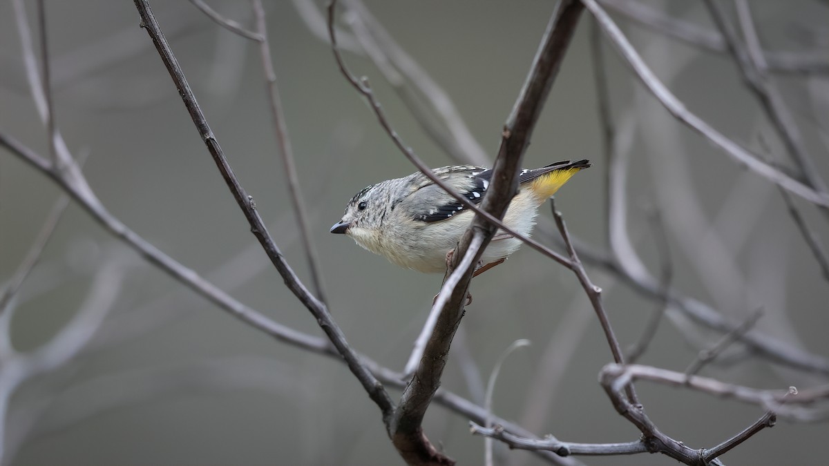 Fleckenpanthervogel (punctatus) - ML530870081