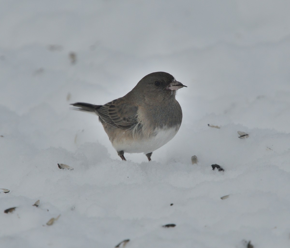 Dark-eyed Junco - ML530871501