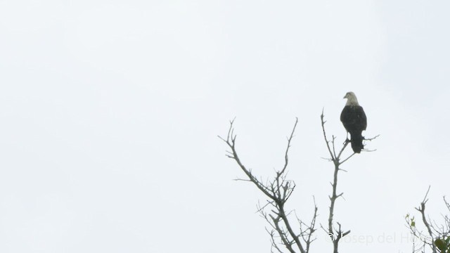 Caracara Chimachima - ML530871751