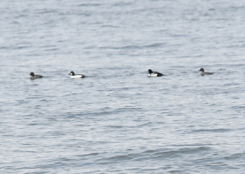 Barrow's Goldeneye - ML530872451