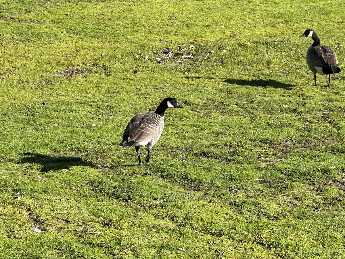 Cackling Goose (Aleutian) - ML530874701
