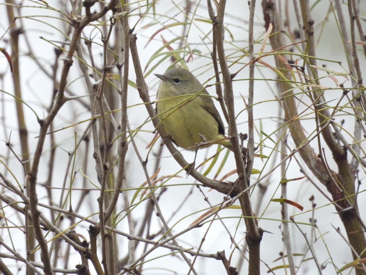 Orange-crowned Warbler - ML530874941